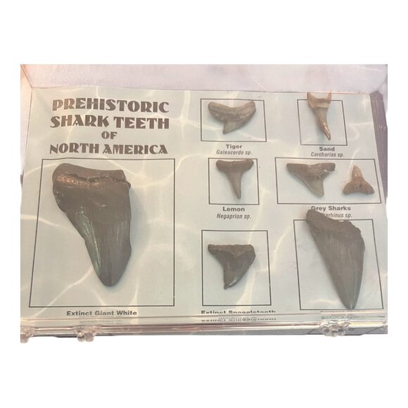 A collection of authentic prehistoric shark teeth fossils from North America, - Picture 1 of 3